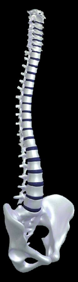 La Columna y su relación con el Sistema Nervioso 